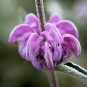 Phlomis purpurea - Sauge de Jérusalem pourpre