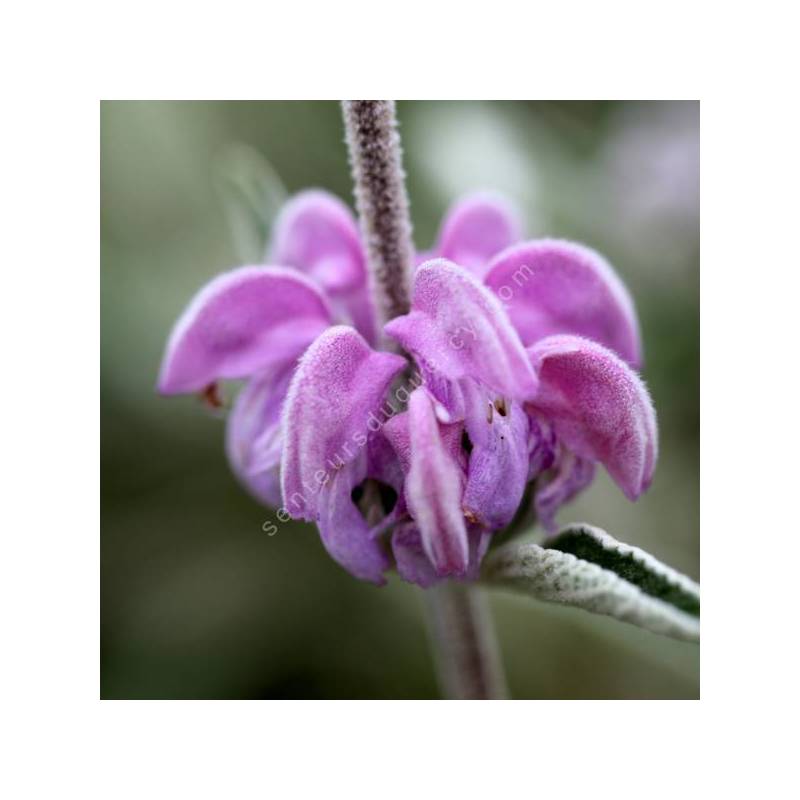 Phlomis purpurea - Sauge de Jérusalem pourpre