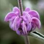 Phlomis purpurea - Sauge de Jérusalem pourpre