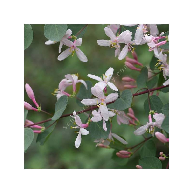 Lonicera tatarica - Chèvrefeuille de Tartarie