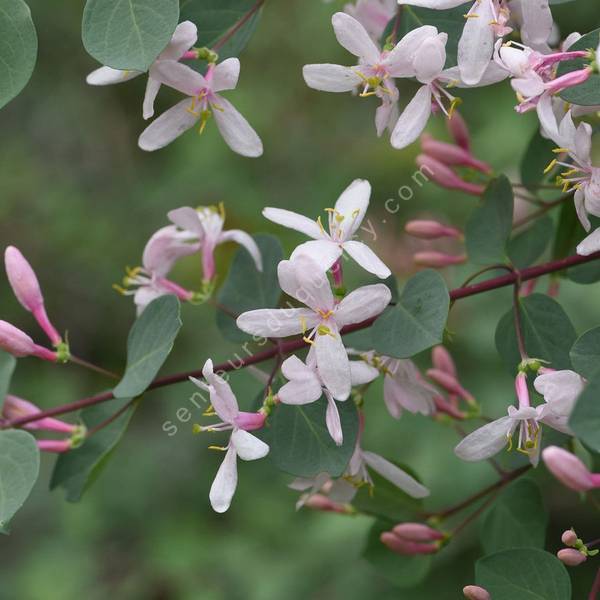 Lonicera tatarica - Chèvrefeuille de Tartarie