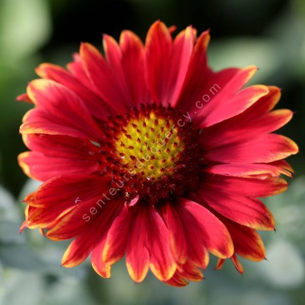 Gaillardia aristata 'Nuances de Rouge' - Gaillarde