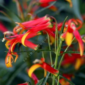 Lobelia laxiflora - Lobélie à fleurs lâches