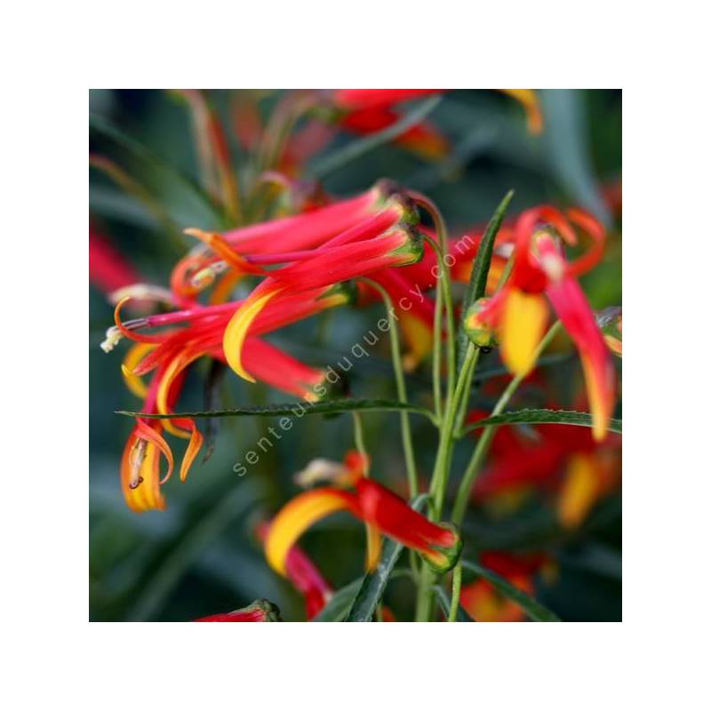 Lobelia laxiflora - Lobélie à fleurs lâches