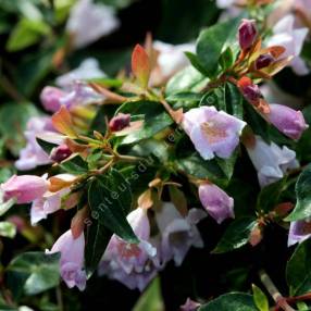 Abelia 'Edward Goucher' - Abélie à fleur rose