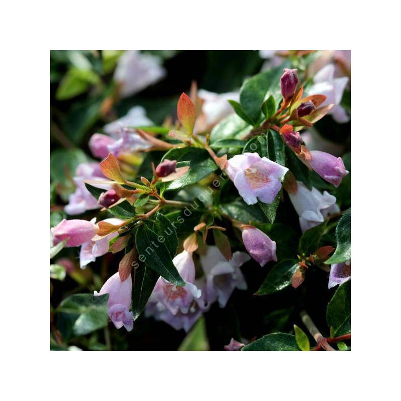 Abelia 'Edward Goucher' - Abélie à fleur rose