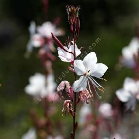 Gaura lindheimeri 'Blanc Étincelant' - Gaura blanc compact