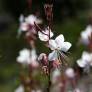 Gaura lindheimeri 'Blanc Étincelant' - Gaura blanc compact