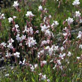 Gaura lindheimeri 'Sparkle White' - fleur blanche tout l'été