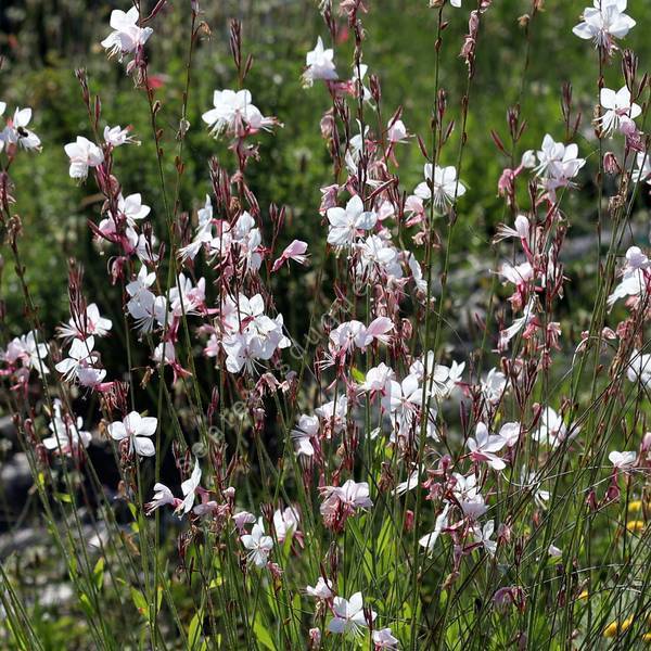 Gaura lindheimeri 'Blanc Étincelant' - Gaura blanc compact