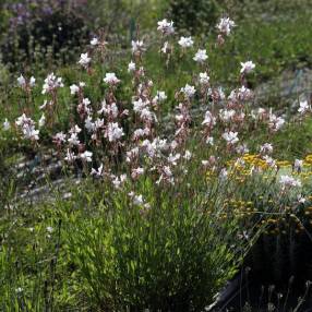 Gaura lindheimeri 'Blanc Étincelant' - Gaura blanc compact