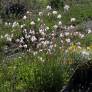 Gaura lindheimeri 'Blanc Étincelant' - Gaura blanc compact