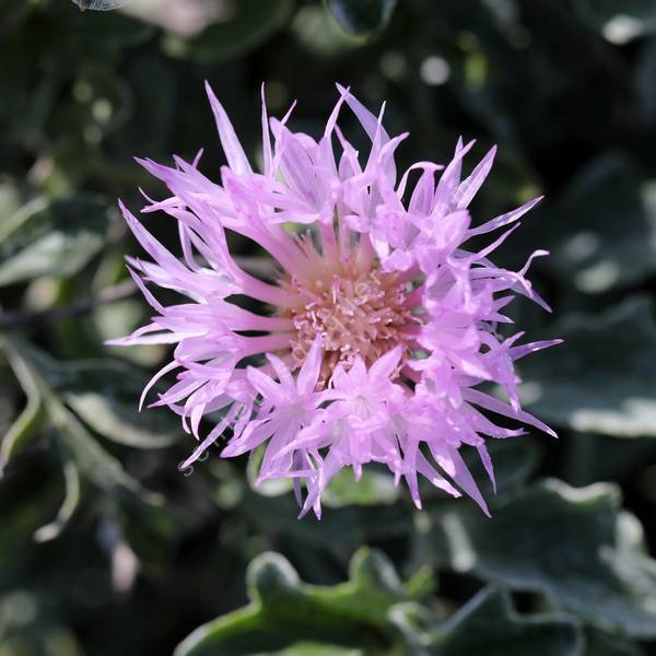 Centaurea pulcherrima