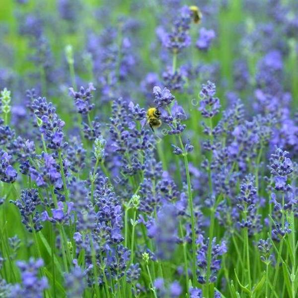 Lavandula angustifolia 'Rapido' - Vraie Lavande