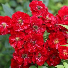 Rosa x polyantha 'Fairy Rood' - Rosier paysage rose foncé