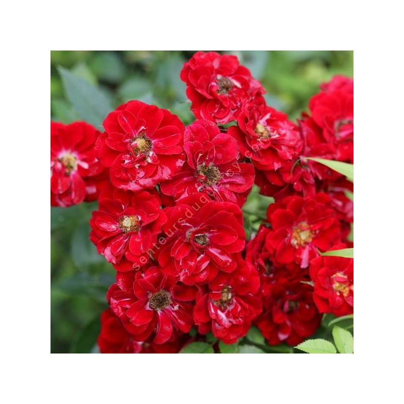 Rosa x polyantha 'Fairy Rood' - Rosier paysage rose foncé