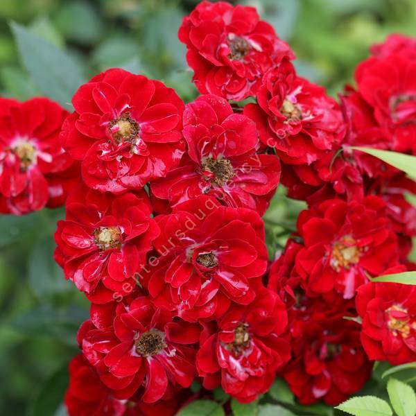 Rosa x polyantha 'Fairy Rood' - Rosier paysage rose foncé Rosa x polyantha 'Fairy Rood' - Rosier paysage rose foncé