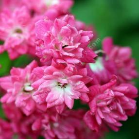 Rosa x polyantha 'Fairy Rood' - Rosier paysage rose double