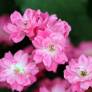 Rosa x polyantha 'Fairy Rood' - Rosier paysage rose double