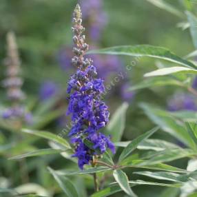 Vitex agnus-castus 'Delta Blues' - Gattilier bleu compact