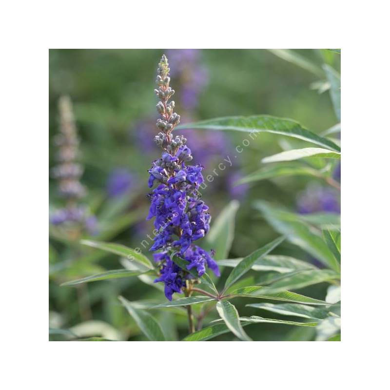 Vitex agnus-castus 'Delta Blues' - Gattilier bleu compact