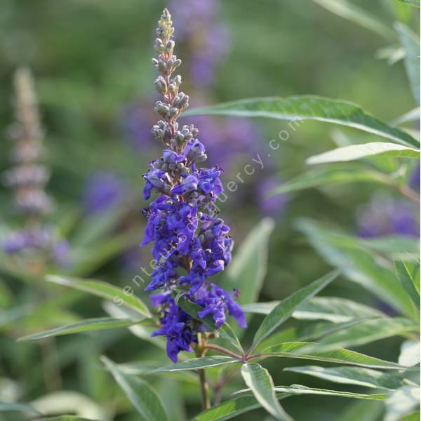 Vitex agnus-castus 'Delta Blues' - Gattilier bleu compact