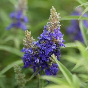 Vitex agnus-castus 'Blue Puffball' - Gattilier bleu nain