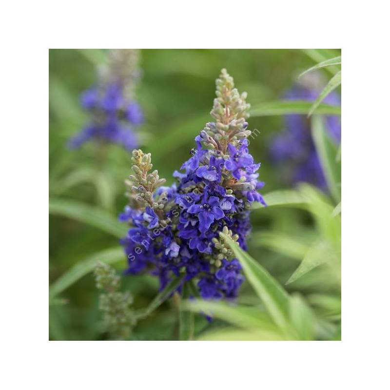 Vitex agnus-castus 'Blue Puffball' - Gattilier bleu nain