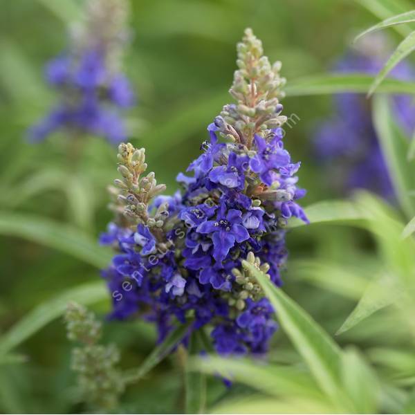 Vitex agnus-castus 'Blue Puffball' - Gattilier bleu nain