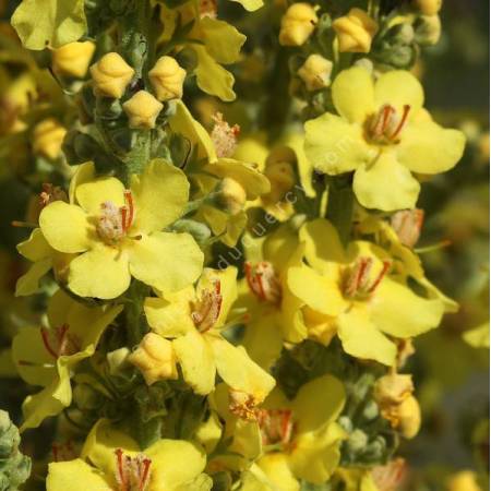 Verbascum thapsus - Bouillon blanc