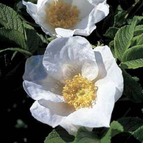 Rosa rugosa 'Alba' - Rosier rugueux à fleur blanche