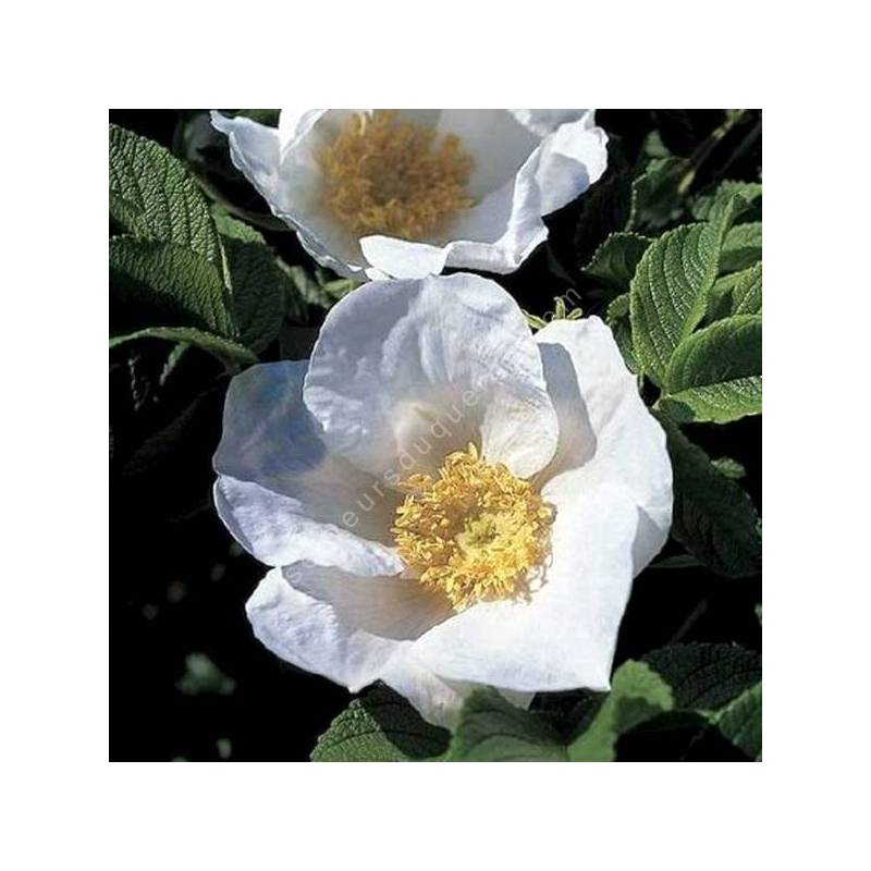 Rosa rugosa 'Alba' - Rosier rugueux à fleur blanche