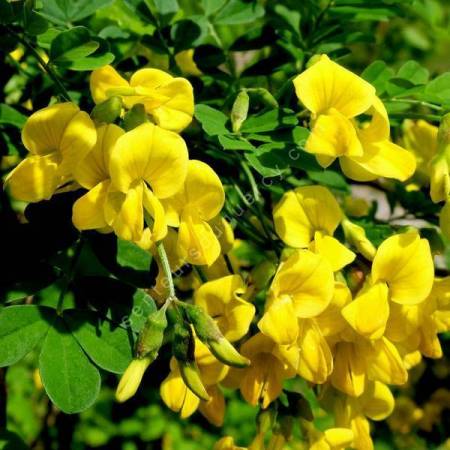 Hippocrepis emerus - Coronille des jardins