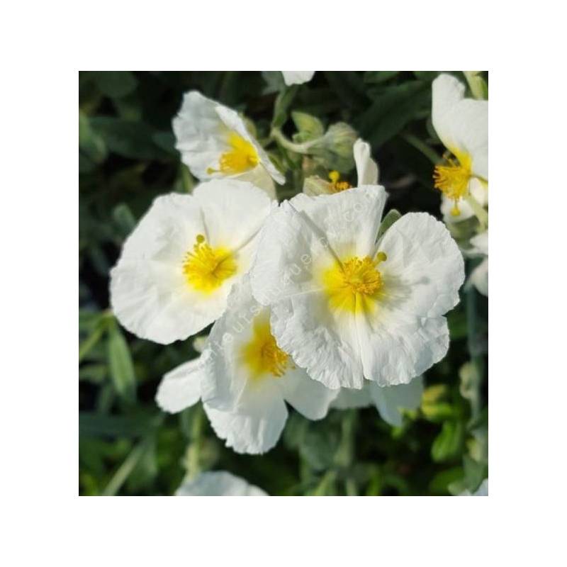 Hélianthème vivace à fleur blanche - Helianthemum 'Reine des Neiges'