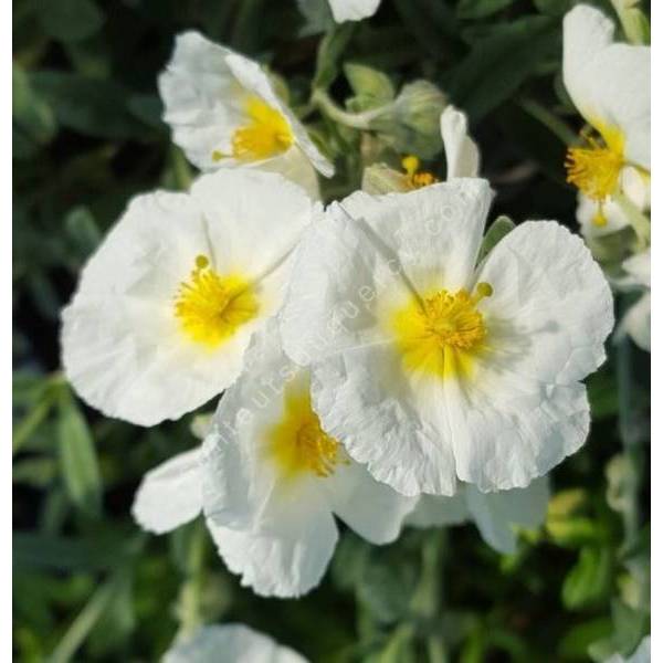 Hélianthème vivace à fleur blanche - Helianthemum 'Reine des Neiges'