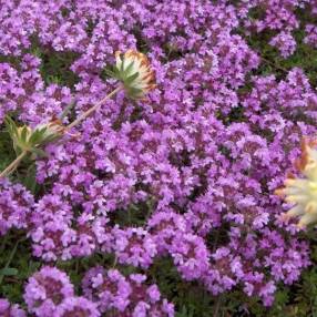 Thymus serpyllum - thym serpolet