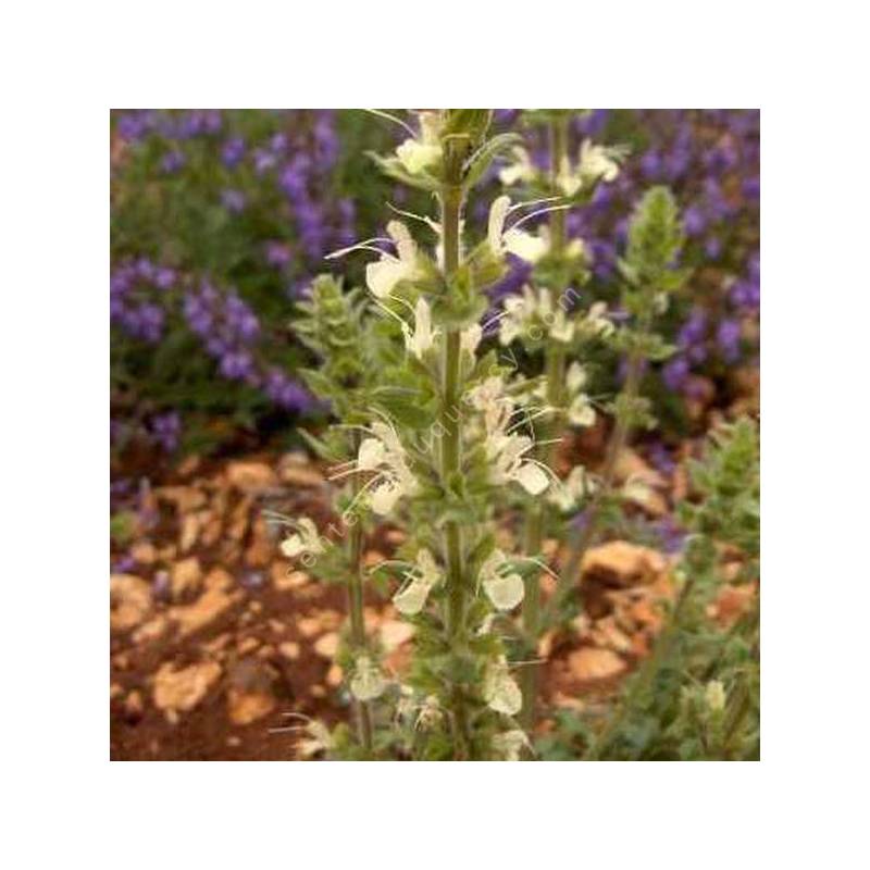 Salvia austriaca - Sauge d'Autriche