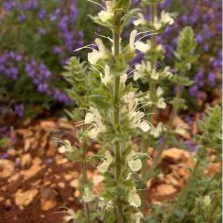 Salvia austriaca - Sauge d'Autriche