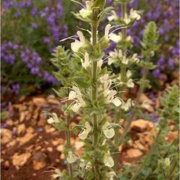 Salvia austriaca - Sauge d'Autriche