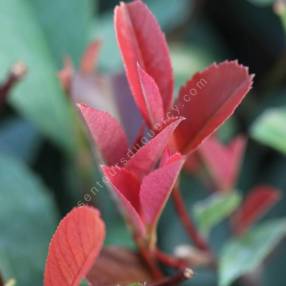 Photinia x fraseri 'Red Robin'