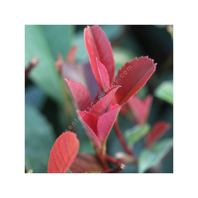 Photinia x fraseri 'Red Robin'