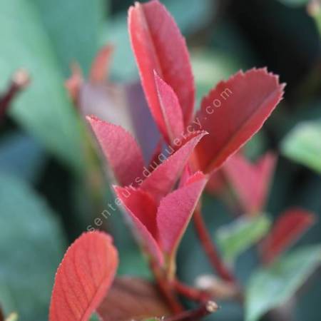 Photinia x fraseri 'Red Robin'