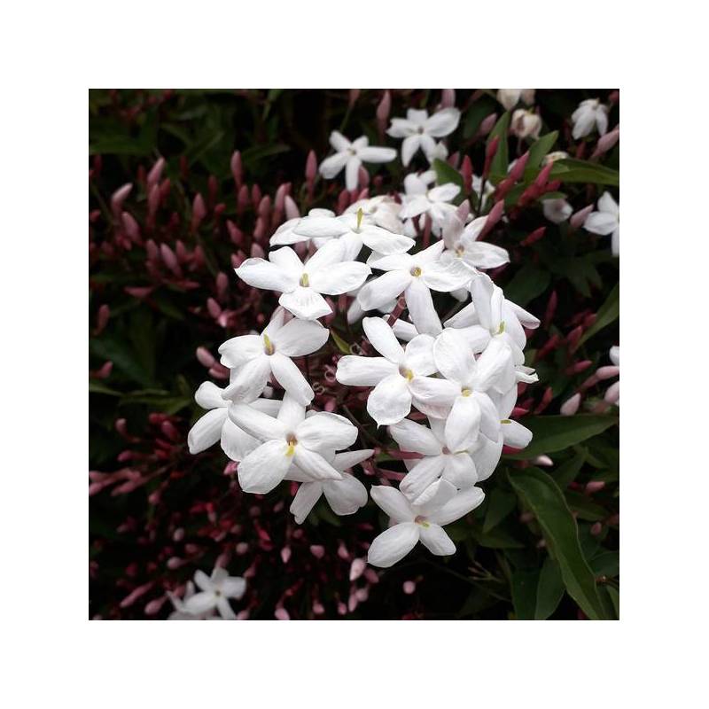 Jasminum officinalis - Jasmin blanc