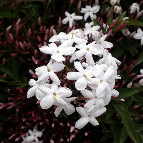 Jasmin blanc - Jasminum officinalis - grimpante pour terrain sec