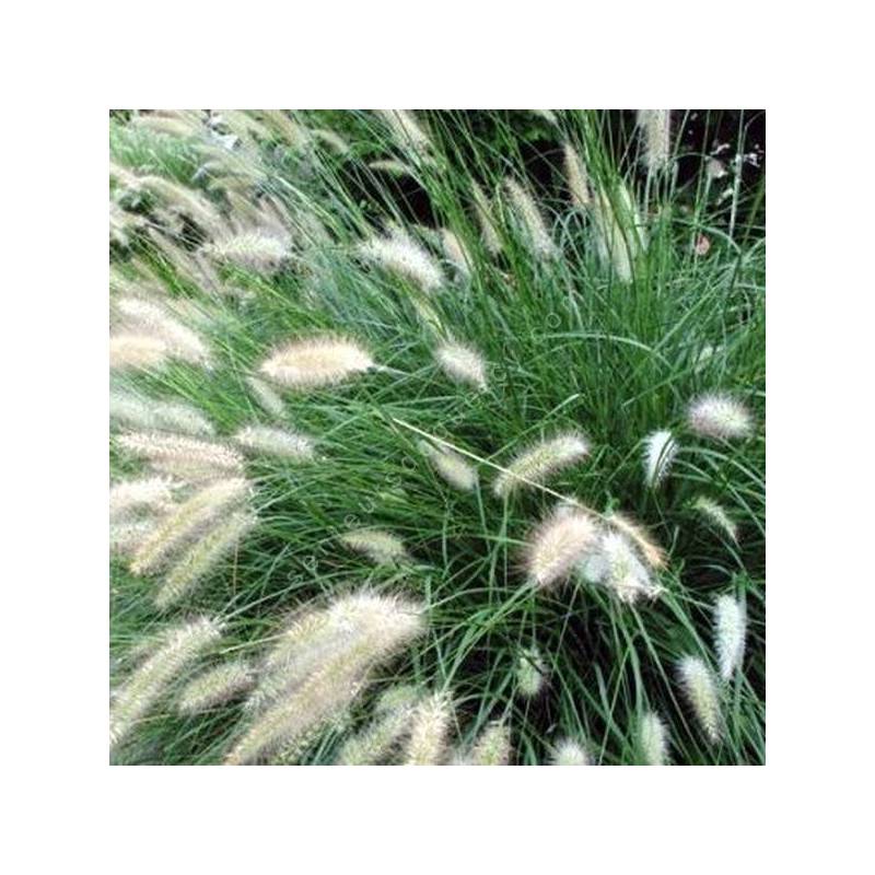 Pennisetum alopecuroides 'Cassian' - Herbe aux écouvillons