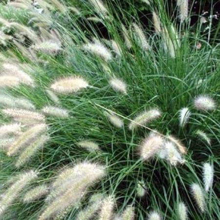 Pennisetum alopecuroides 'Cassian' - Herbe aux écouvillons