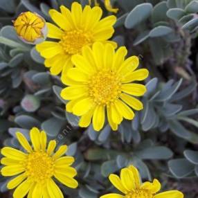 Hertia cheirifolia - Othonne à feuille de giroflée