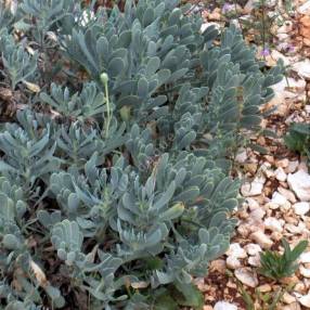 Hertia cheirifolia - Othonne à feuille de giroflée