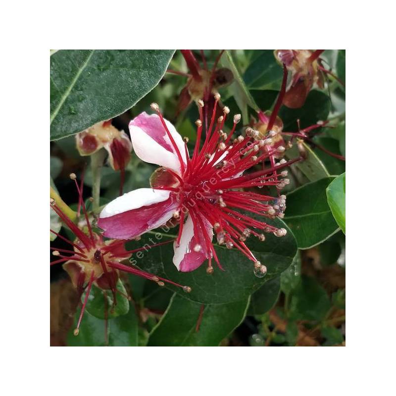 Acca sellowiana 'Coolidge' - Feijoa, Goyave d'Argentine