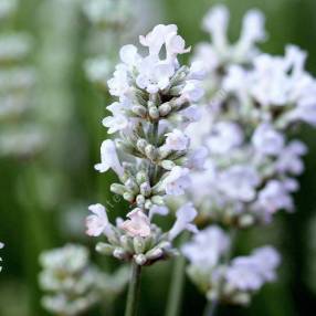Lavandula angustifolia 'Blanche Parfumée' - Lavande blanche